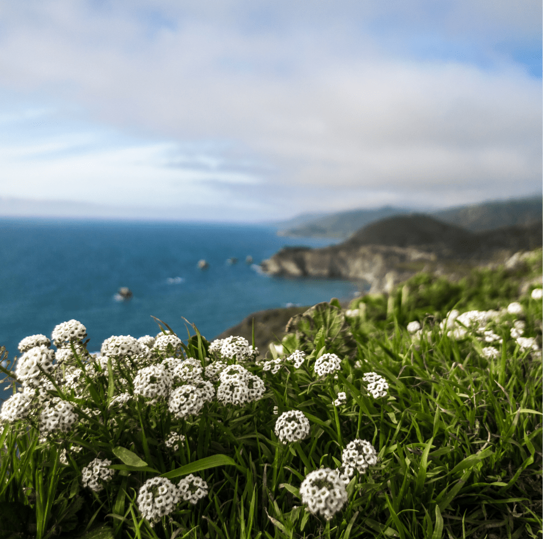 Flowers on the beach